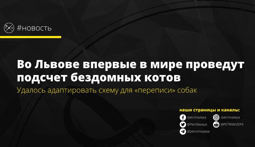 Во Львове впервые в мире проведут подсчет бездомных котов