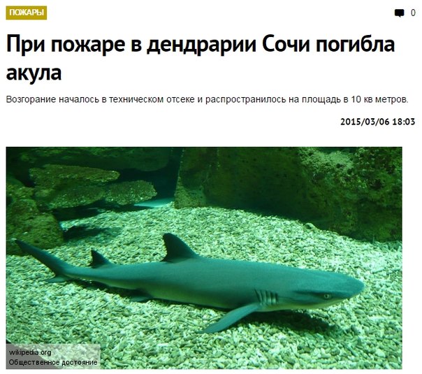 акула